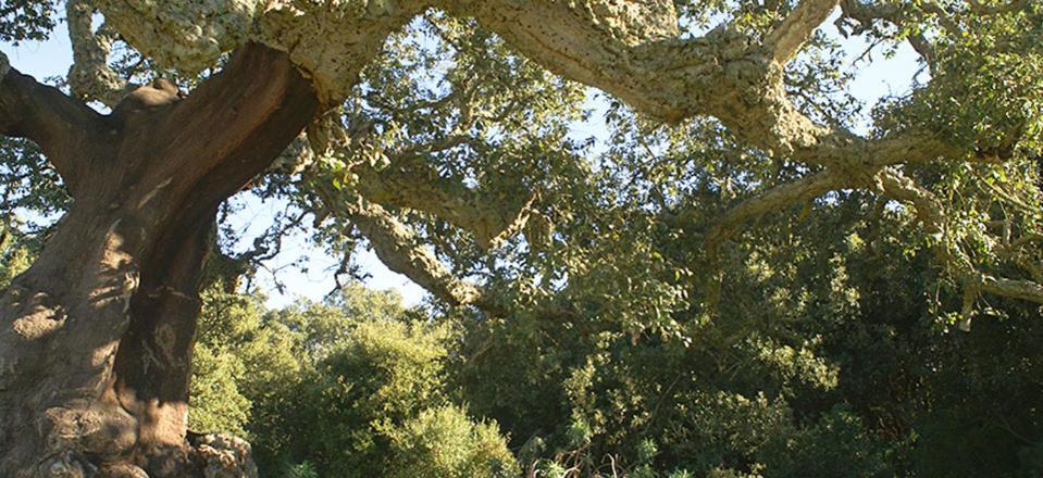 Agriturismo Santa Barbara سارّوتش المظهر الخارجي الصورة